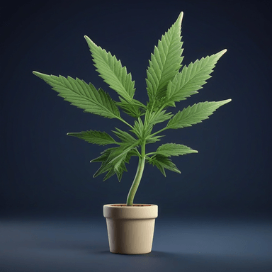 Maria — cannabis